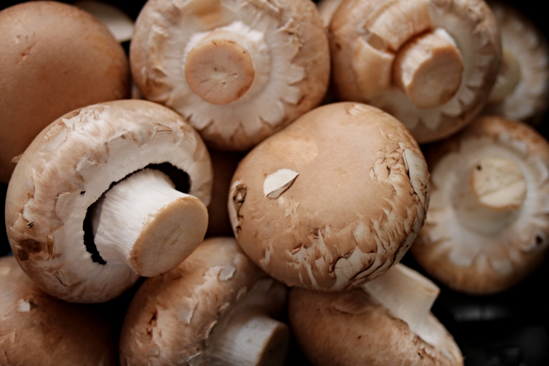 Champignons - Umgekocht